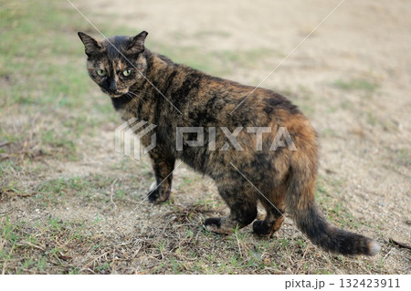 広場で遊ぶさび猫 広場で遊ぶさび猫 132423911