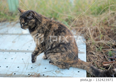 広場で遊ぶさび猫 広場で遊ぶさび猫 132423971