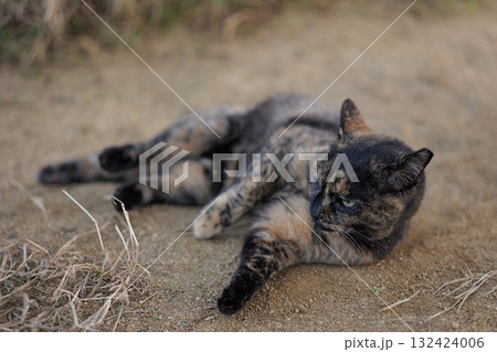 広場で遊ぶさび猫 132424006