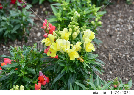 キンギョソウ　Snapdragon 132424020