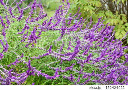 サルビア・レウカンタ「パープル・ヴェルヴェット」 Amethyst sage サルビア・レウカンタ「パープル・ヴェルヴェット」 Amethyst sage 132424021