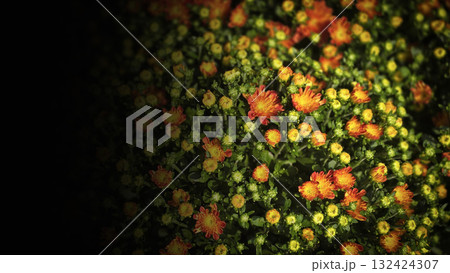 Bright Orange and Yellow Chrysanthemum Flowers in a Sunlit Garden Bed Blooming Display, spring flowers Bright Orange and Yellow Chrysanthemum Flowers in a Sunlit Garden Bed Blooming Display, spring flowers 132424307