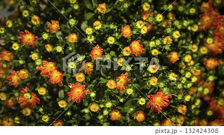 Bright Orange and Yellow Chrysanthemum Flowers in a Sunlit Garden Bed Blooming Display, spring flowers 132424308