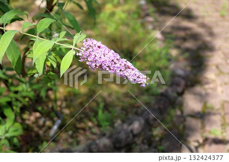 可愛い　ブッドレアの花 132424377