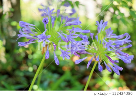 爽やか　アガパンサスの花 132424380