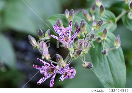 ホトトギス　Toad Lily 132424553