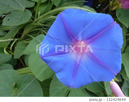 ノアサガオ 132424649