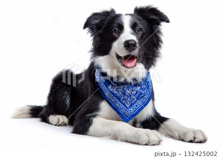 Happy Border Collie dog wearing blue bandana isolated on white background. 132425002