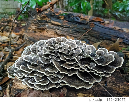 幹に生えたカワラタケ 132425075