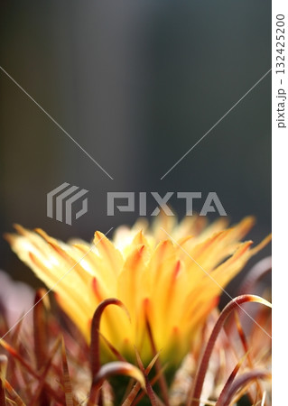 金刺金赤竜・多肉植物の花 132425200