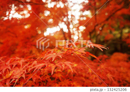 真っ赤な紅葉 真っ赤な紅葉 132425206