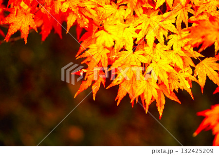 真っ赤な紅葉 132425209