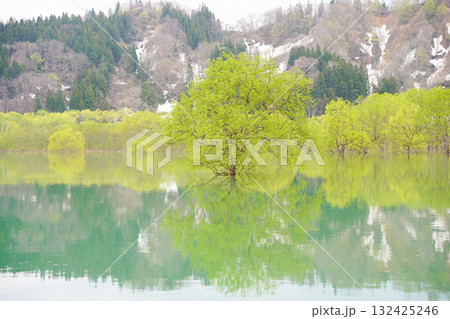山形県白川湖の水没林 132425246