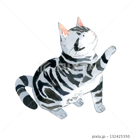 座って前足を上げる猫（アメリカンショートヘアー）　ペット・動物の手描き水彩イラスト素材 132425350