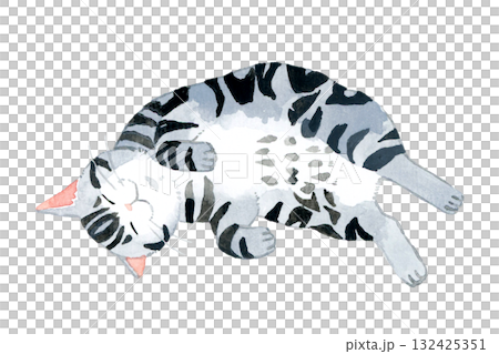 A cat (American Shorthair) lying down happily. Hand-drawn watercolor illustration of a pet or animal. 132425351