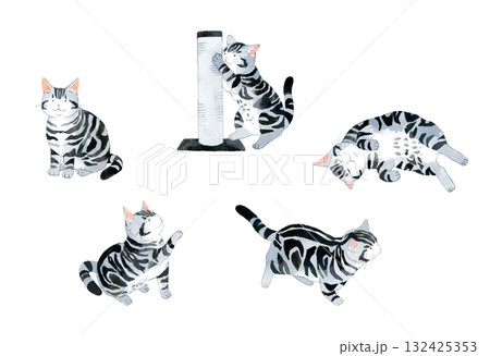 色々なポーズの猫（アメリカンショートヘアー）のセット　ペット・動物の手描き水彩イラスト素材集 132425353
