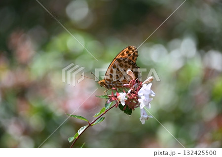 吸蜜するヒョウモンチョウ 吸蜜するヒョウモンチョウ 132425500