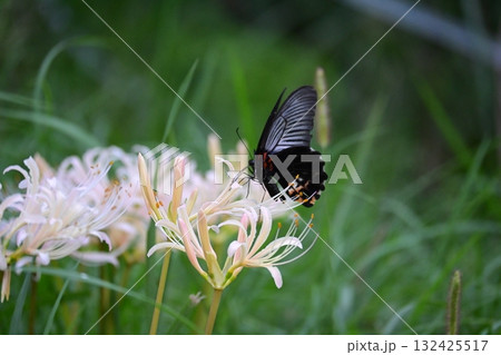 白彼岸花とクロアゲハ 白彼岸花とクロアゲハ 132425517