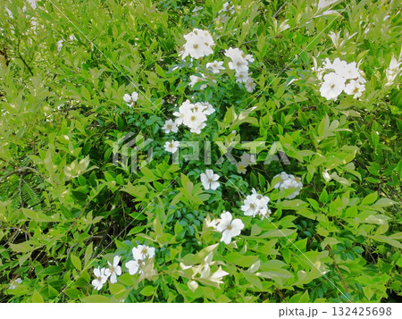 春の野に咲く白い花 132425698
