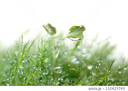 朝露に濡れた草の葉とカイワレ大根の双葉 朝露に濡れた草の葉とカイワレ大根の双葉 132425745