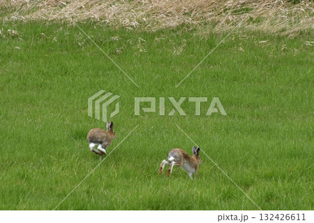 夏のエゾユキウサギ 132426611