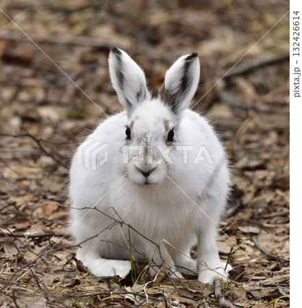 早春のエゾユキウサギ 132426614