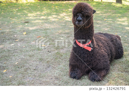 A black hair Alpaca living as pet in Thailand. Cute faces, fluffy bodies, and calm attitudes are among the reasons alpacas have gained popularity as fun and unique pets. 132426791