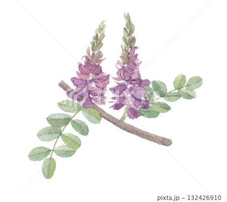 水彩で描いたタイワンコマツナギ 台湾駒繋 水彩で描いたタイワンコマツナギ 台湾駒繋 132426910