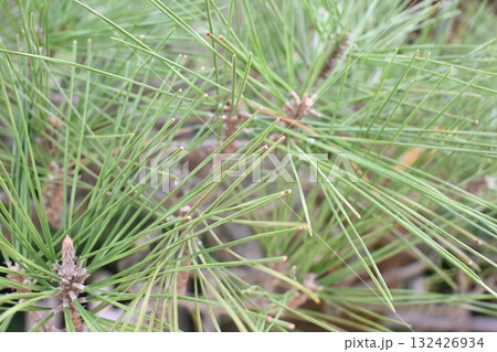 松の葉 132426934