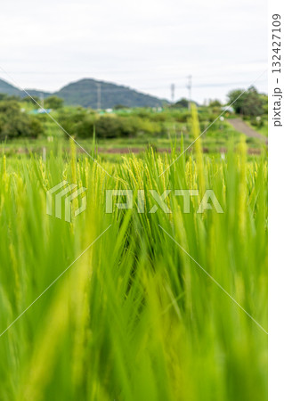 稲のある風景 稲のある風景 132427109