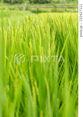 稲のある風景 稲のある風景 132427111