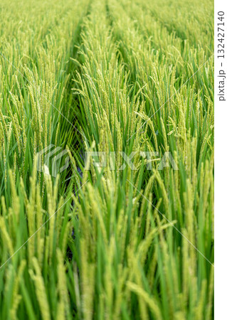 青々とした稲 132427140