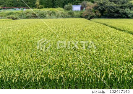 田んぼのある風景 田んぼのある風景 132427146