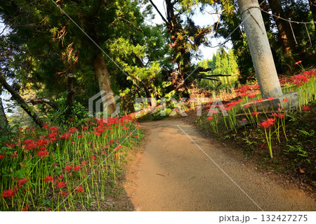彼岸花の名所　千葉県市原市金剛地 132427275