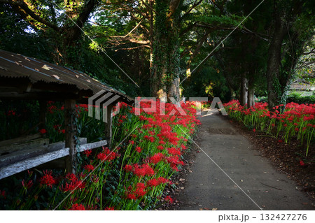 彼岸花の名所　千葉県市原市金剛地 132427276