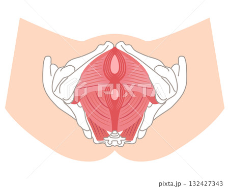 骨盤底筋群 骨盤の筋肉の仕組み 骨盤底筋群 骨盤の筋肉の仕組み 132427343