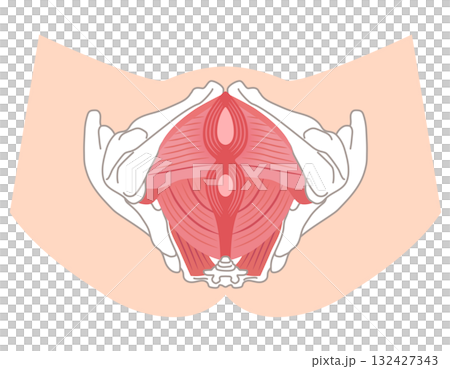骨盤底筋群 骨盤の筋肉の仕組み 骨盤底筋群 骨盤の筋肉の仕組み 132427343
