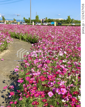秋晴れの青空に映える満開のコスモス畑〈安城市赤松町〉 秋晴れの青空に映える満開のコスモス畑〈安城市赤松町〉 132427456