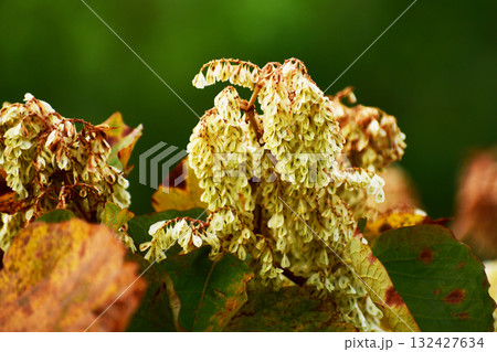 たわわに実るイタドリの実 132427634