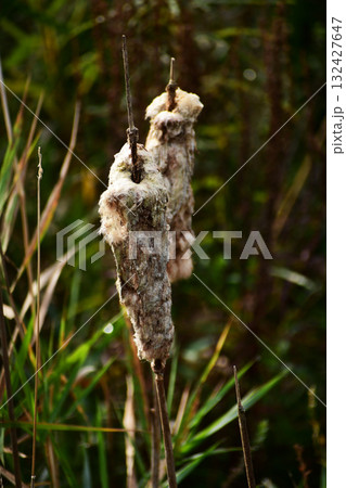 綿毛に覆われたガマの穂 132427647