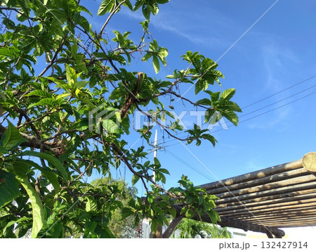 ガゼボに影を落とすサガリバナ ガゼボに影を落とすサガリバナ 132427914