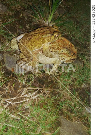 Two Toads in Amplexus Mating on the Ground at Night 132428029