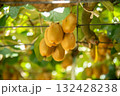 キウイの写真 132428238