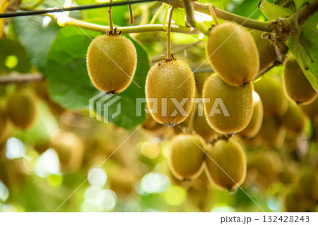 キウイの写真 132428243