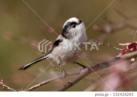 枝にとまったエナガ 枝にとまったエナガ 132428265