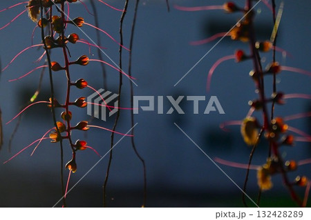 夕暮れ時のサガリバナ、花が落ちた後の花序 132428289