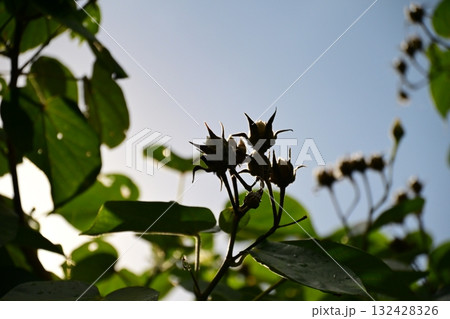 オオハマボウの実が夏空に伸びる 132428326
