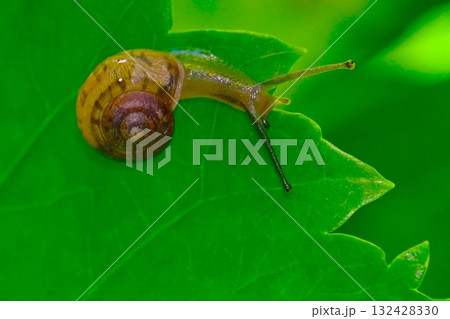 右にひねるカタツムリ 132428330