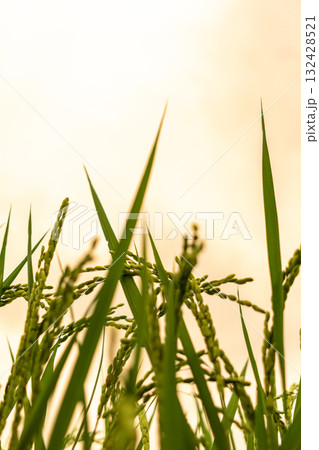 夕日に照らされた稲穂 132428521