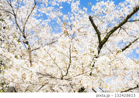 桜並木がある風景 桜並木がある風景 132428613